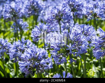 Close up of a head of blue Agapanthus, aka Lily of the Nile, or African Lily, with many more in the background. Stock Photo