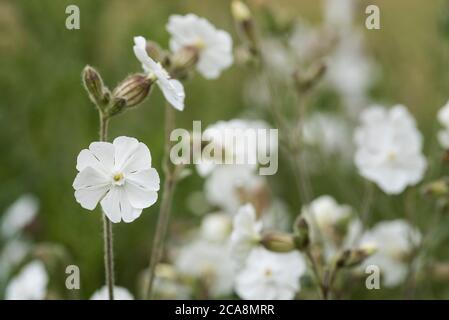 Close up of white Campion - Silene latifolia subsp. alba aka  'Grave Flower' or 'Flower of the Dead' Stock Photo