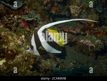 Longfin Bannerfish, Heniochus acuminatus, on coral reef, Tulamben, Bali Stock Photo