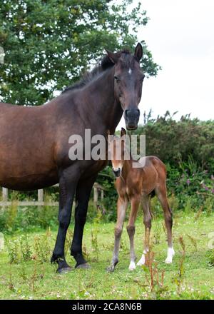 A two-week-old colt with his mother in a grass field. Stock Photo