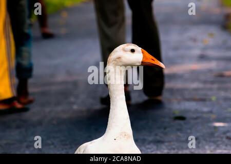 Short necked and large-billed waterfowl Ducks in a pond Stock Photo