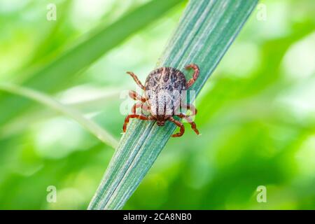 Dermacentor marginatus, Dermacentor reticulatus. Encephalitis Tick Insect Crawling on Green Grass. Encephalitis Virus or Lyme Borreliosis Disease Stock Photo