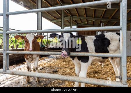 Käalber für die Rinderzucht auf einem Biohof in Schleswig-Holstein Stock Photo