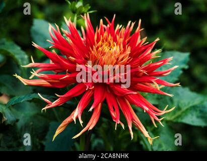 Close up of a fiery yellow / red, fimbriated, Cactus Dahlia. Stock Photo
