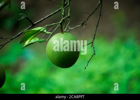Ripe green pomelo hanging on branch, tropical pomelo tree, citrus fruit Stock Photo