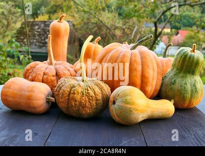 Winter squashes and pumpkins Cucurbita moschata varieties outdoor harvest. Stock Photo
