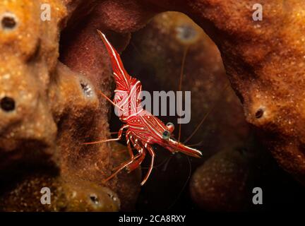 Durban Hinge-beak Shrimp, Rhynchocinetes durbanensis, on sponge in coral reef in Tulamben, Bali, Indonesia Stock Photo