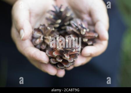 small pine cones on the palm Stock Photo