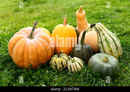 Pumpkin and squash gourds harvest Stock Photo