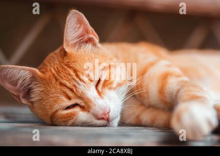 Portrait of a red-haired stray cat sleeps on a bench. Close up of muzzle. Animal protection and adoption concept. Stock Photo