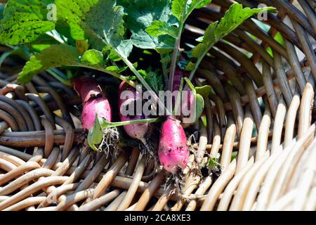Freshly picked radish in a wicker basket Trug Stock Photo