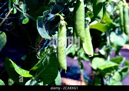 Fresh Peas hanging in pods Stock Photo