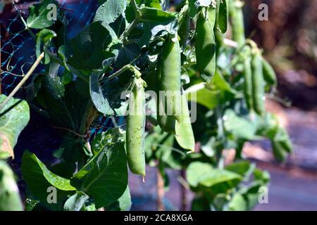 Fresh Peas hanging in pods Stock Photo