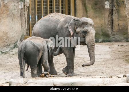 Emmen, Netherlands. 29th July, 2020. EMMEN, 29-07-2020, Wildlife zoo stock, Olifant Olifanten zijn grote zoogdieren uit de familie van de Elephantidae binnen de orde van de slurfdieren. Traditioneel worden er twee soorten erkend, de Afrikaanse olifant en de Aziatische olifant. Elephants are large mammals of the Elephantidae family within the order of the trunk animals. Traditionally, two species have been recognized, the African elephant and the Asian elephant. Credit: Pro Shots/Alamy Live News Stock Photo