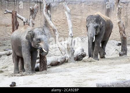 Emmen, Netherlands. 29th July, 2020. EMMEN, 29-07-2020, Wildlife zoo stock, Olifant Olifanten zijn grote zoogdieren uit de familie van de Elephantidae binnen de orde van de slurfdieren. Traditioneel worden er twee soorten erkend, de Afrikaanse olifant en de Aziatische olifant. Elephants are large mammals of the Elephantidae family within the order of the trunk animals. Traditionally, two species have been recognized, the African elephant and the Asian elephant. Credit: Pro Shots/Alamy Live News Stock Photo