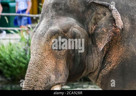 Emmen, Netherlands. 29th July, 2020. EMMEN, 29-07-2020, Wildlife zoo stock, Olifant Olifanten zijn grote zoogdieren uit de familie van de Elephantidae binnen de orde van de slurfdieren. Traditioneel worden er twee soorten erkend, de Afrikaanse olifant en de Aziatische olifant. Elephants are large mammals of the Elephantidae family within the order of the trunk animals. Traditionally, two species have been recognized, the African elephant and the Asian elephant. Credit: Pro Shots/Alamy Live News Stock Photo