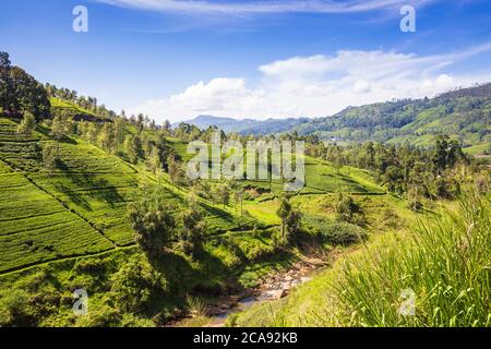 Tea Estate, Castlereagh Lake, Hatton, Central Province, Sri Lanka, Asia Stock Photo