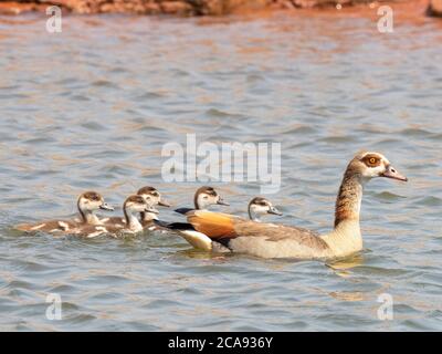 An adult Egyptian goose (Alopochen aegyptiaca) swimming with goslings in Lake Kariba, Zimbabwe, Africa Stock Photo