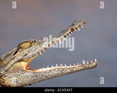 Head detail of a juvenile Nile crocodile (Crocodylus niloticus), basking in the sun, Lake Kariba, Zimbabwe, Africa Stock Photo