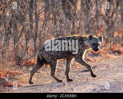 An adult spotted hyena (Crocuta crocuta), stepping out of the bush in Hwange National Park, Zimbabwe, Africa Stock Photo