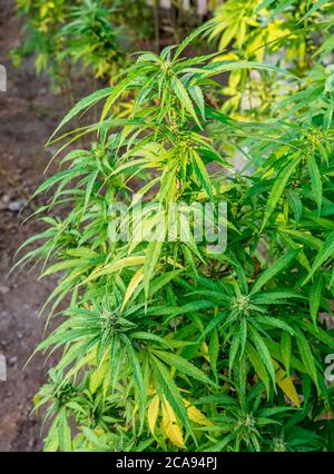 Marijuana Plant at Rastafarian Community, Blue Mountains, Saint Andrew Parish, Jamaica, West Indies, Caribbean, Central America Stock Photo