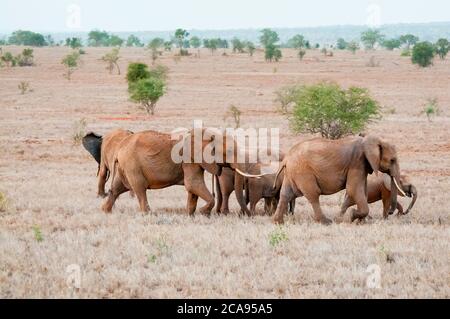 Elephant (Loxodonta africana), Lualenyi Ranch, Taita Hills, Kenya, East Africa, Africa Stock Photo