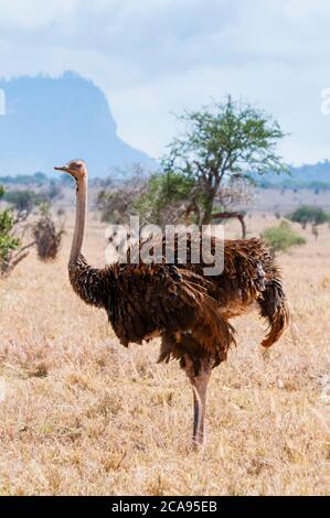 Common Ostrich female (Struthio camelus), Taita Hills Wildlife Sanctuary, Kenya, East Africa, Africa Stock Photo