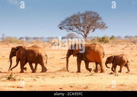 Elephants (Loxodonta africana), Tsavo East National Park, Kenya, East Africa, Africa Stock Photo