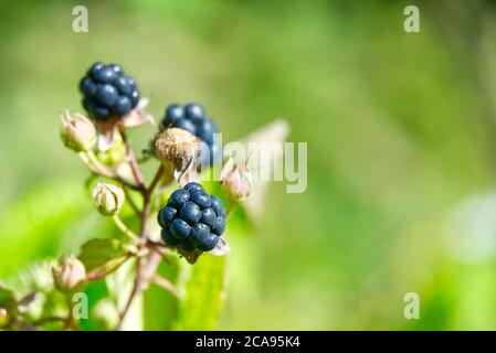 wild blackberry on a bush close-up with a blurred background and copy space. Stock Photo