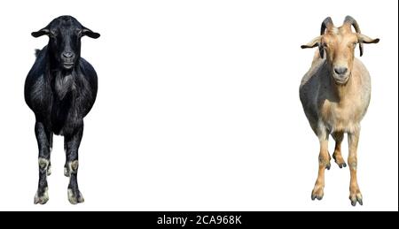 Black and white Goats with long ears isolated on white background. Goat with long ears standing full length cut out. Farm animals. Copy space. Stock Photo