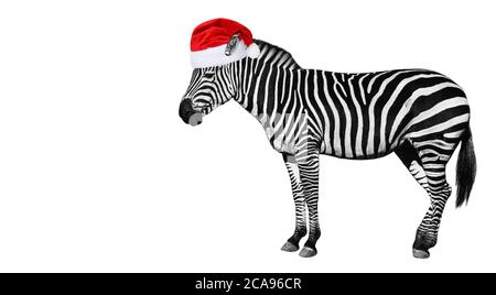 Young zebra in Santa Claus helper hat isolated on white background. Zebra close up. Zebra cutout full length. Zoo animals. Stock Photo