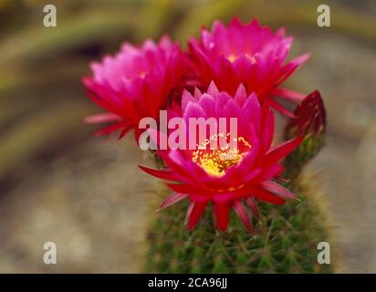 Pink flowers blooming on a Lobivia winteriana cactus Stock Photo
