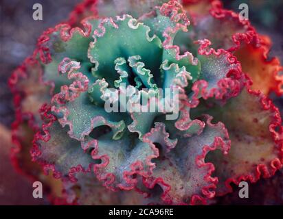 An Echeveria 'Blue Curls' cactus with curly pink edges Stock Photo