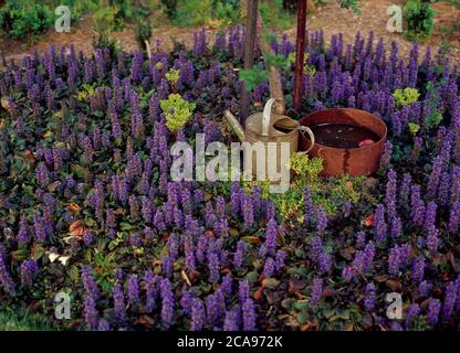 A patch of Ajuga flowers with vintage watering can and rustic iron tub Stock Photo