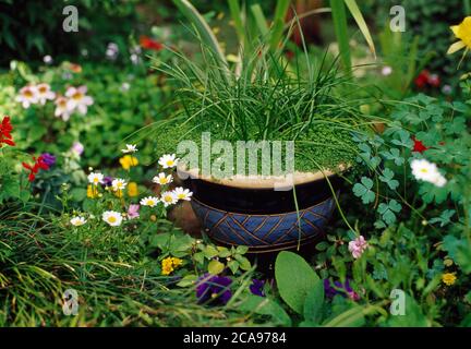 A garden pot of 'mind your own business' surrounded by herbaceous perrenials Stock Photo