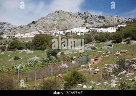 Crop worker and sheep in stony fields of Benaocaz in the Sierra De Grazalema Natural Park. Stock Photo