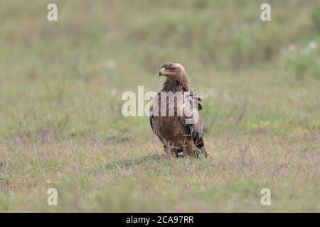 The tawny eagle is a large, long-lived bird of prey. Like all eagles, it belongs to the family Accipitridae. Its heavily feathered legs. Stock Photo