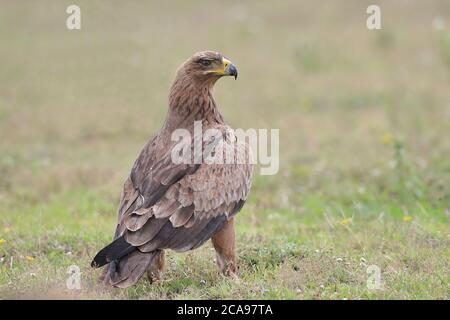 The tawny eagle is a large, long-lived bird of prey. Like all eagles, it belongs to the family Accipitridae. Its heavily feathered legs. Stock Photo