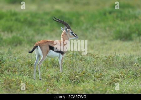 Thomson's gazelle is one of the best-known gazelles. It is named after explorer Joseph Thomson and is sometimes referred to as a 'tommie'. Stock Photo