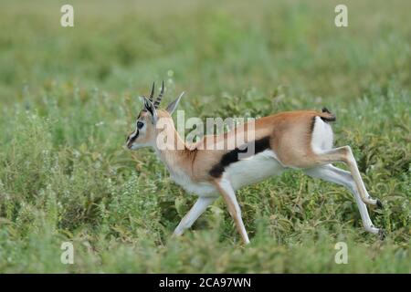 Thomson's gazelle is one of the best-known gazelles. It is named after explorer Joseph Thomson and is sometimes referred to as a 'tommie'. Stock Photo