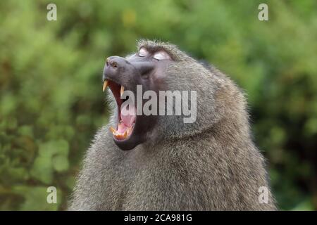 The olive baboon, also called the Anubis baboon, is a member of the family Cercopithecidae. The species is the most wide-ranging of all baboons. Stock Photo