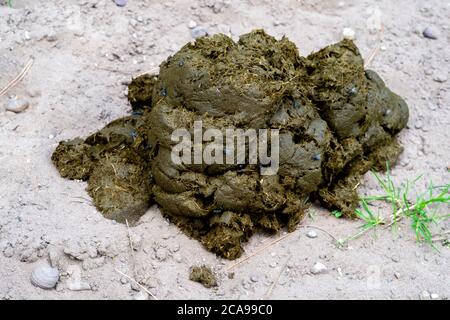 Fresh horse manure covered in flies on a sandy ground UK. Stock Photo