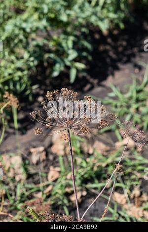 umbrella of dried dill in the garden in the sun close-up Stock Photo