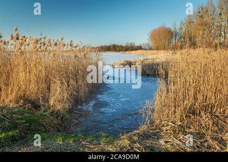 Dry reeds on the shores of a frozen lake Stock Photo