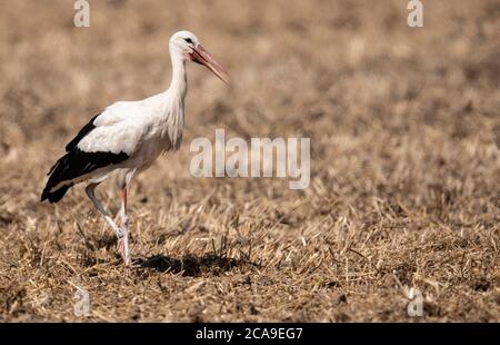 Biebesheim Am Rhein, Germany. 05th Aug, 2020. At temperatures of 30 degrees, a white stork is searching for food on a stubble field on the Rhine. Temperatures are expected to rise further in the coming days. Credit: Boris Roessler/dpa/Alamy Live News Stock Photo