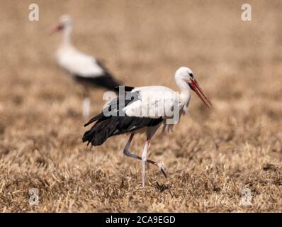 Biebesheim Am Rhein, Germany. 05th Aug, 2020. At temperatures of 30 degrees, white storks search for food on a stubble field on the Rhine. Temperatures are expected to rise further in the coming days. Credit: Boris Roessler/dpa/Alamy Live News Stock Photo