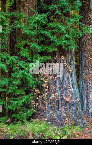 Coast Redwood trunk, Humboldt Redwoods State Park, California Stock Photo