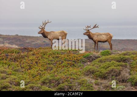 A pair of bull tule elk and iceplant, Point Reyes National Seashore, California Stock Photo