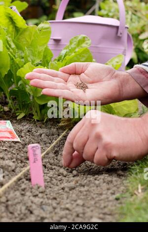 Raphanus sativus 'Scarlet Globe'. Sowing radish seeds by hand in a vegetable garden. UK Stock Photo