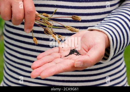 Collecting aquilegia flower seeds in an English garden. Stock Photo